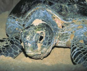 Turtle Nesting Season - Hotels Melbourne 0