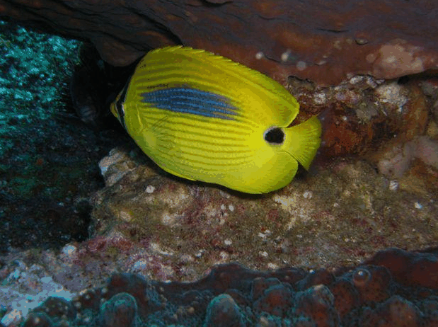 Jervis Bay Dive Charters - Hotels Melbourne 1