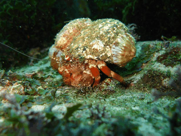 Jervis Bay Dive Charters - Hotels Melbourne 2