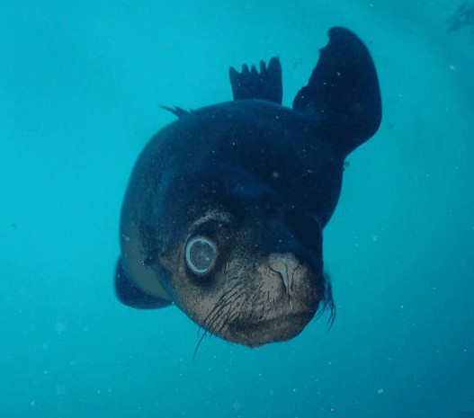 Jervis Bay Dive Charters - thumb 3