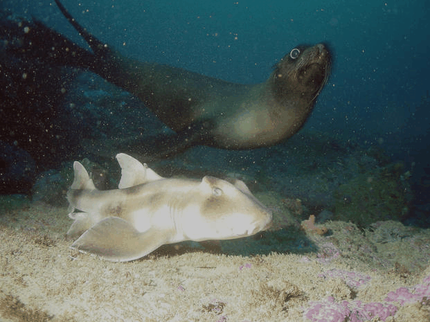 Jervis Bay Dive Charters - Hotels Melbourne 4
