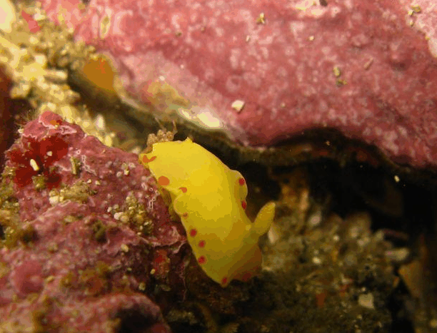 Jervis Bay Dive Charters - Hotels Melbourne 5