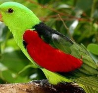 Birdworld Kuranda