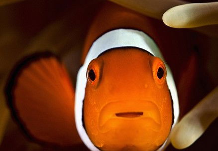 Pro Dive Cairns - Hotels Melbourne 3