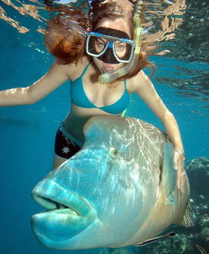 Reef Magic Cruises - Hotels Melbourne 1