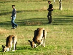 Araucaria Ecotours - Hotels Melbourne 0