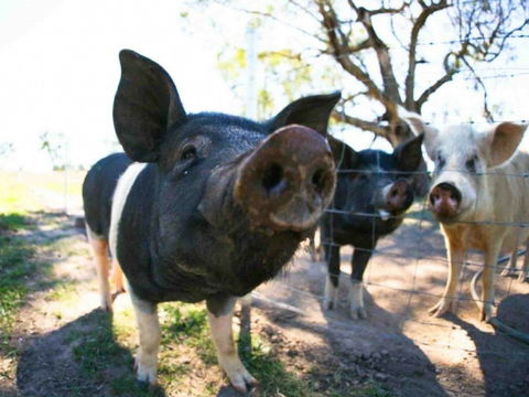 Mudgee Farm Walks - Hotels Melbourne 0