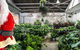 Newcastle - Huge Indoor Plant Warehouse Sale - Christmas Bonanza - thumb 0