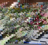 Sapphire Coast Orchid Club Spring Orchid Show - Hotels Melbourne