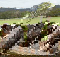 Bandon Grove Farm Tours - Hotels Melbourne
