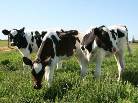 Bandon Grove Farm Tours - Hotels Melbourne 2