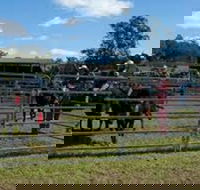 Dungog Team Penning - Hotels Melbourne