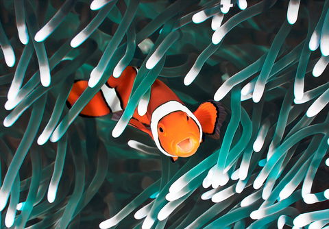 Great Barrier Reef Masters Games - Hotels Melbourne 1