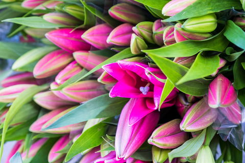 Harvest Launceston Community Farmers' Market - Hotels Melbourne 0