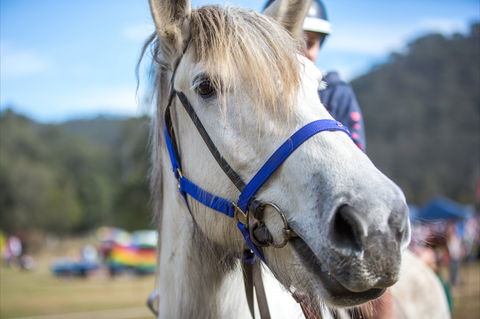 Horses Birthday Festival - Hotels Melbourne 1