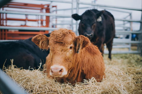 Mudgee Small Farm Field Days - Hotels Melbourne 2