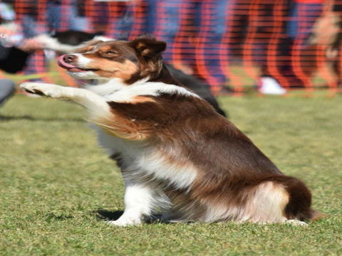 Dogs In The Park NSW Orange - Hotels Melbourne 0