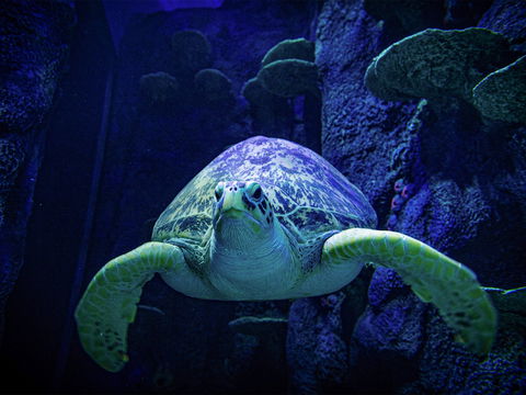 Sydney's Aquarium - Hotels Melbourne 0