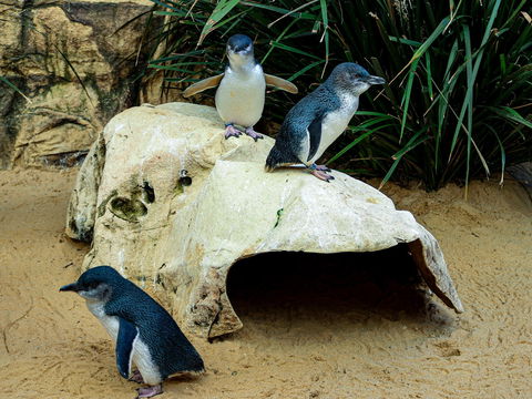 Sydney's Aquarium - Hotels Melbourne 2