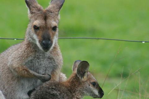 Grand View Holiday Home - Hotels Melbourne 6