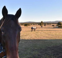 Clydesdale Cottage on Talga with real Clydesdale Horses - Hotels Melbourne
