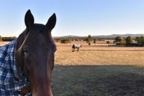 Clydesdale Cottage On Talga With Real Clydesdale Horses - Hotels Melbourne 0