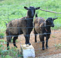 Alstonville Country Cottages - Hotels Melbourne