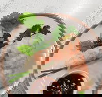 Golden Tree Cafe - Hotels Melbourne