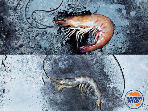 Yamba Wild - Hotels Melbourne 0