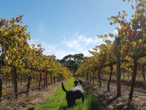 Ruddenklau Wines - Hotels Melbourne 0