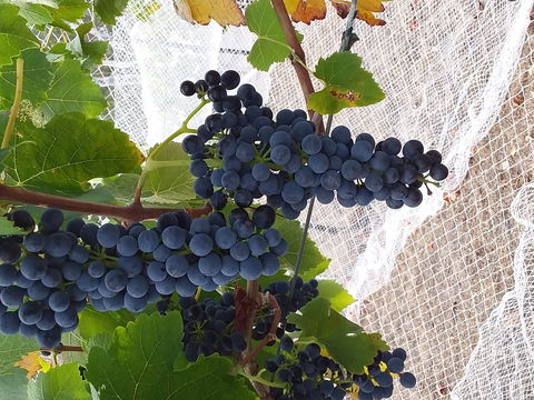 Clayfield Wines - Hotels Melbourne 1