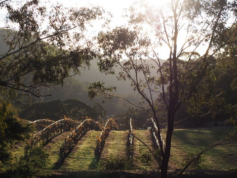 Mountainside Wines - Hotels Melbourne 1