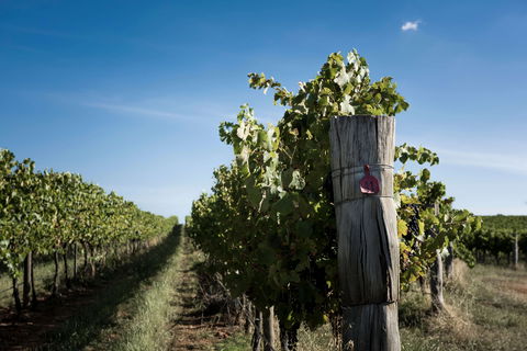 Tamburlaine Organic Wines Millthorpe Cellar Door - Hotels Melbourne 2