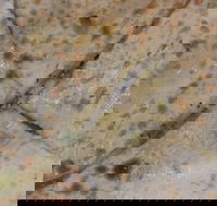 Copperpot Indian Restaurant - Hotels Melbourne