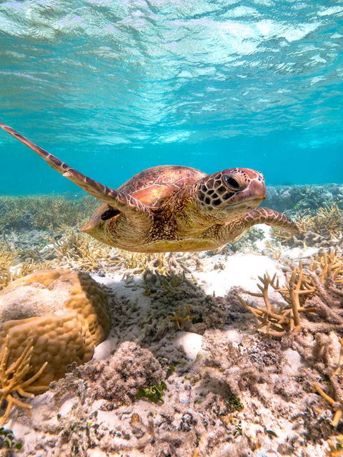 Heron Island Resort - Hotels Melbourne 0