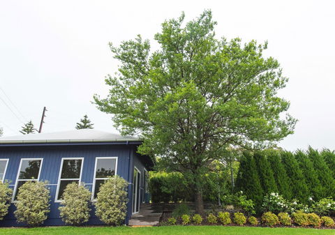 S T U D I O 22 Peaceful Retreat With Garden Views - Hotels Melbourne 11