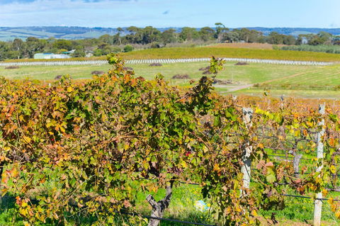 Sun & Surf Aldinga Beach Apartment - Hotels Melbourne 15