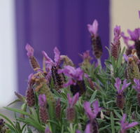 The Purple Door on Seaview - Hotels Melbourne