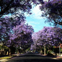 Book Wayville Accommodation Vacations Hotels Melbourne Hotels Melbourne