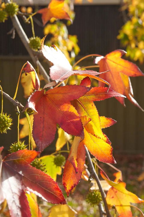 Motel Mount Gambier - Hotels Melbourne 22