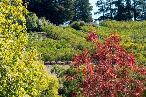 The Manor Basket Range - Hotels Melbourne 16