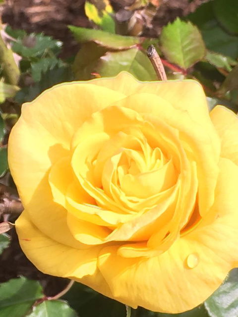 Wine And Roses Bed And Breakfast - Hotels Melbourne 41