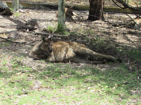 Lazy Days Cottage - Victor Harbor - Hotels Melbourne 11