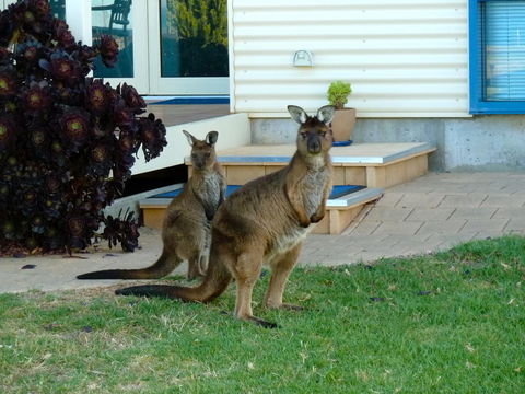 SeaShells Penneshaw - Hotels Melbourne 29