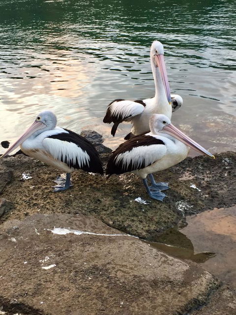 Brunswick Heads Treetop Studio - Hotels Melbourne 26