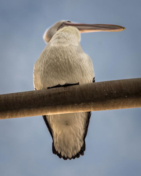 Penthouse On The Promenade - Hotels Melbourne 16