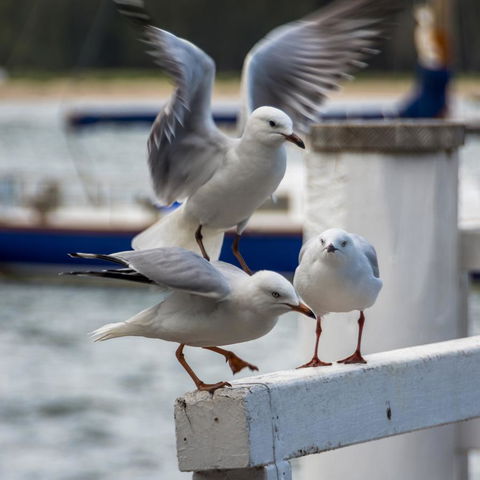 Penthouse On The Promenade - Hotels Melbourne 15