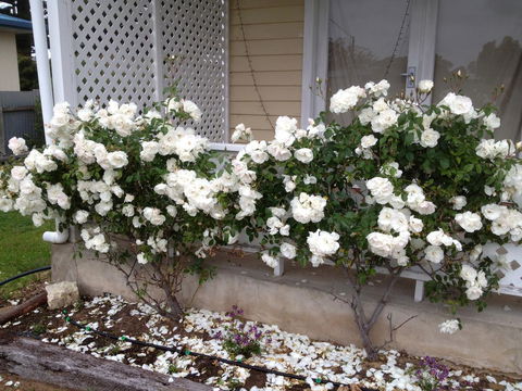 Railway Cottage In Beachport - Hotels Melbourne 12