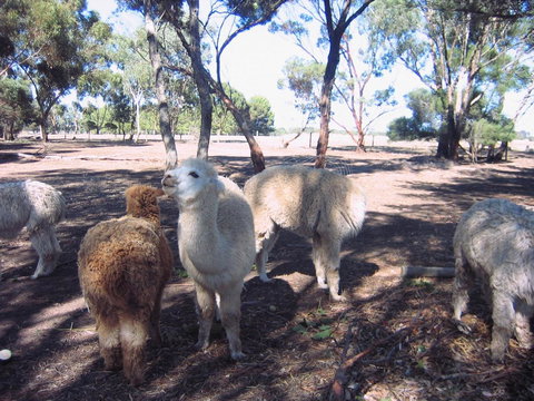 Linger Longer Vineyard - Hotels Melbourne 20