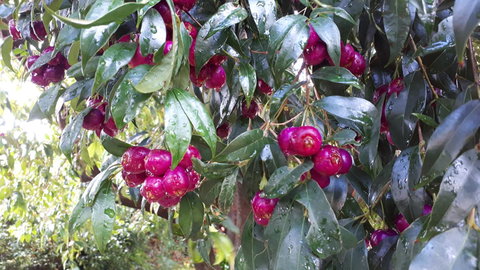 Linger Longer Vineyard - Hotels Melbourne 16